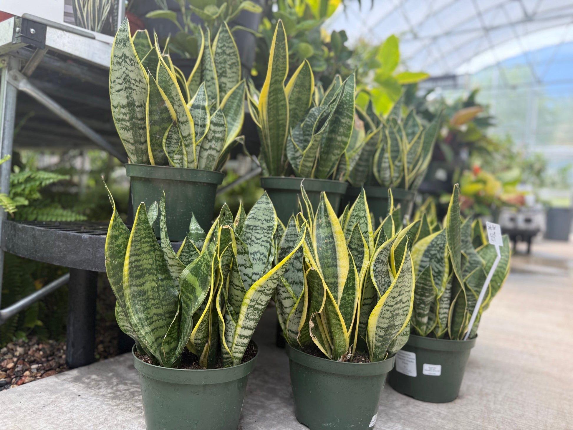 Snake Plant