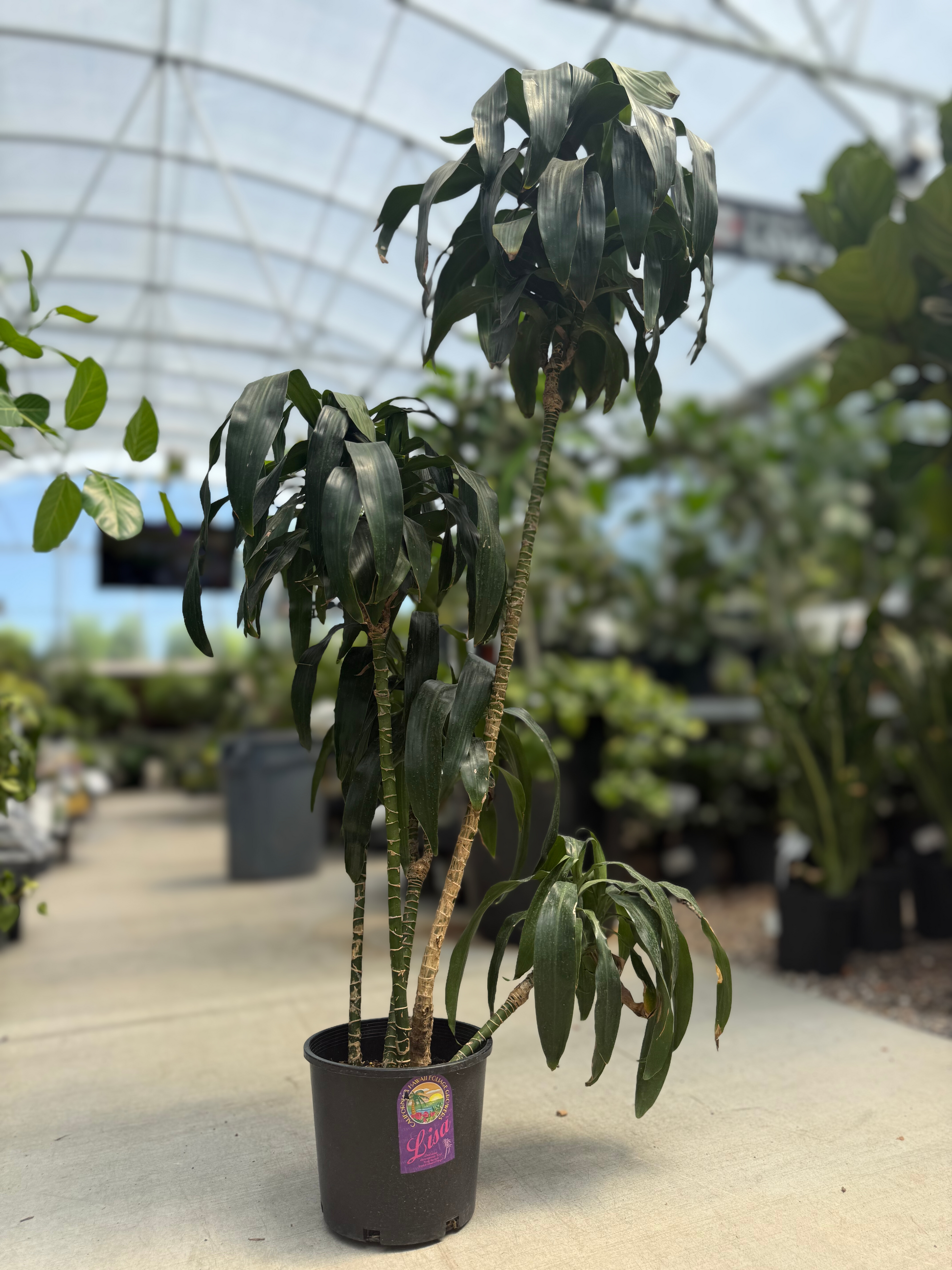 Lisa Dracaena