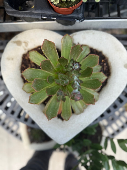 Aeonium arboreum