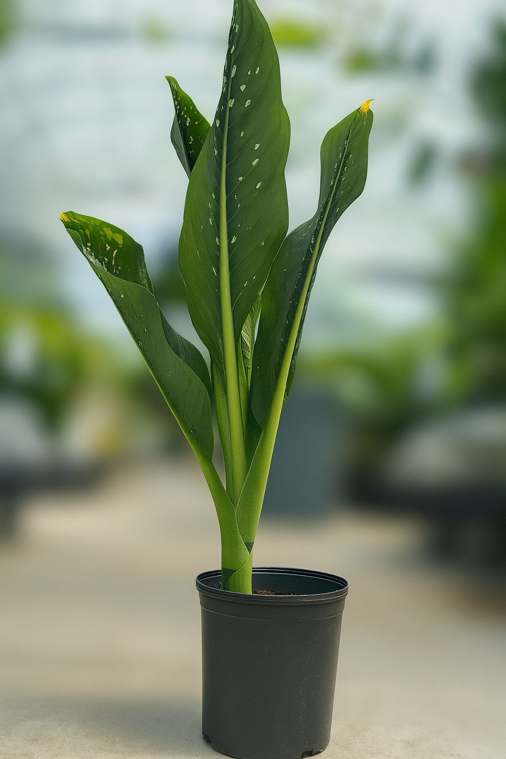 Dieffenbachia
