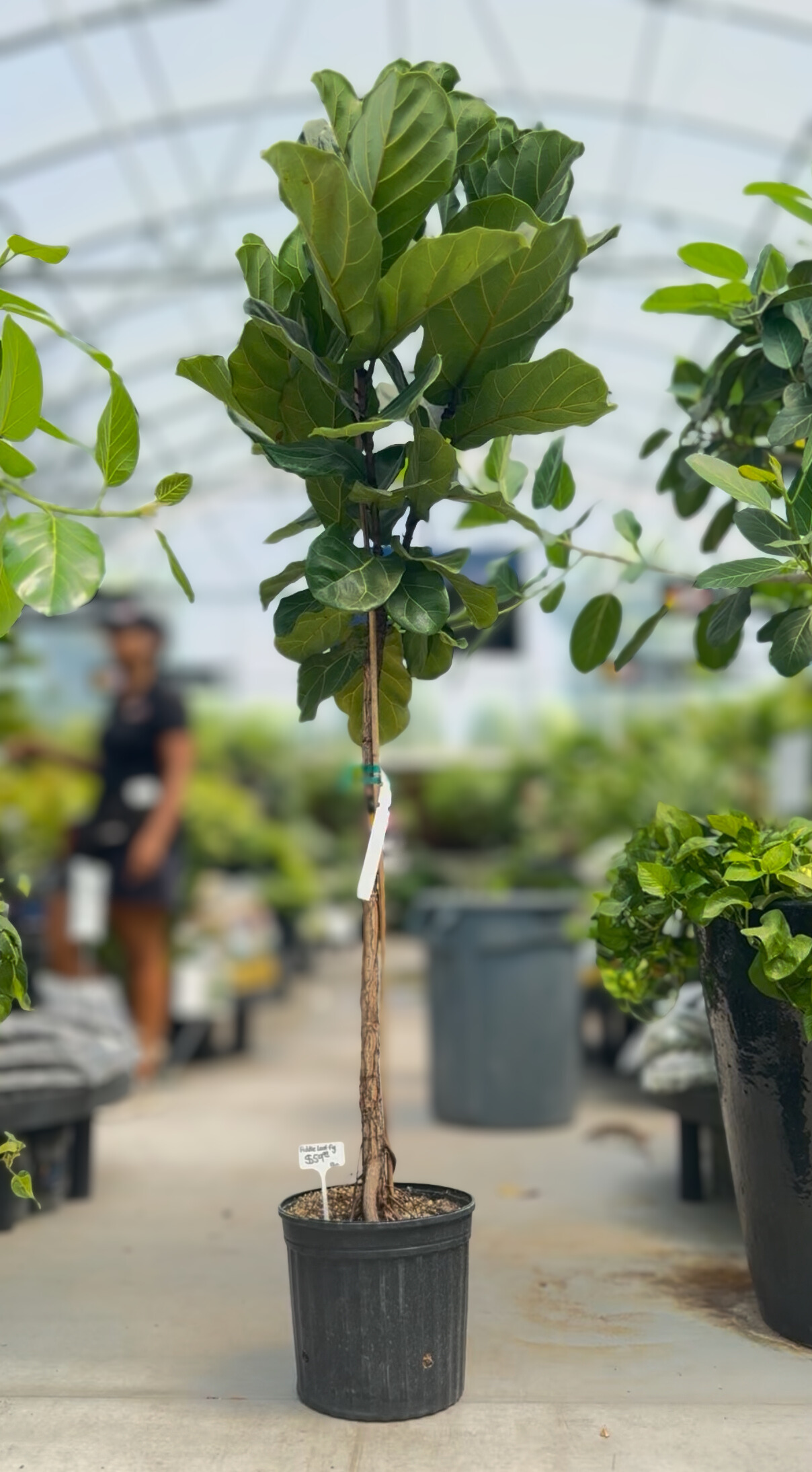 Fiddle Leaf Fig