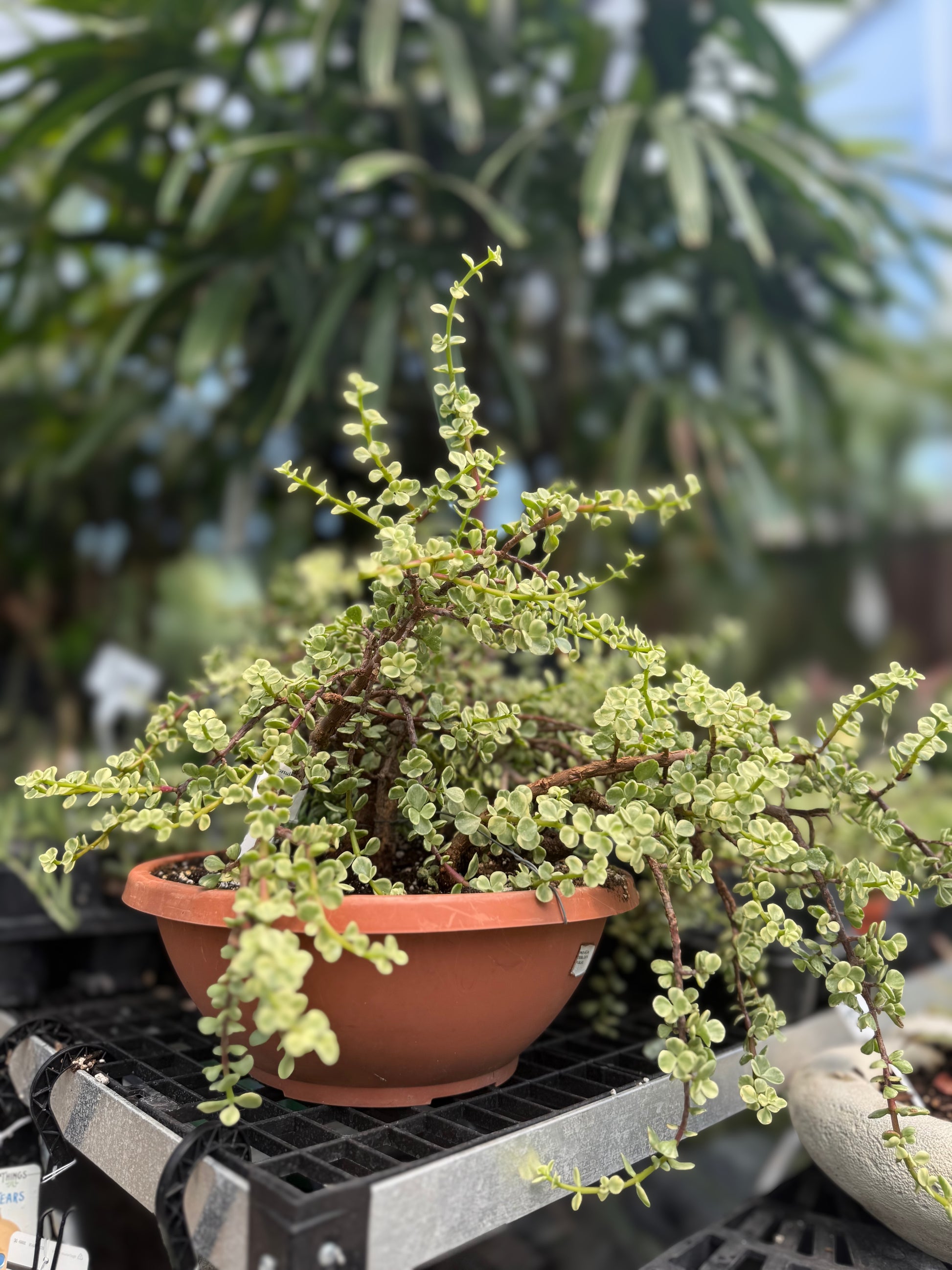 Variegated Elephant Bush