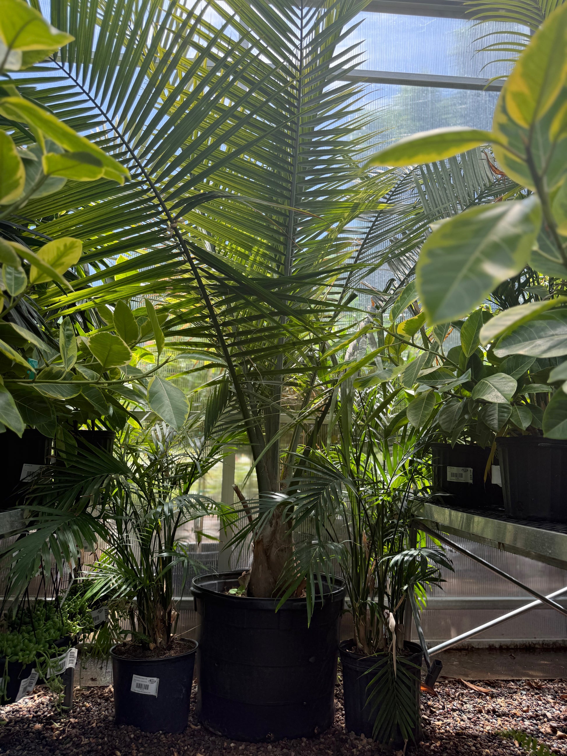 Phoenix roebelenii