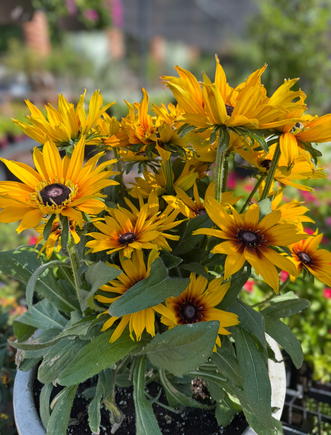 Rudbeckia Hirta