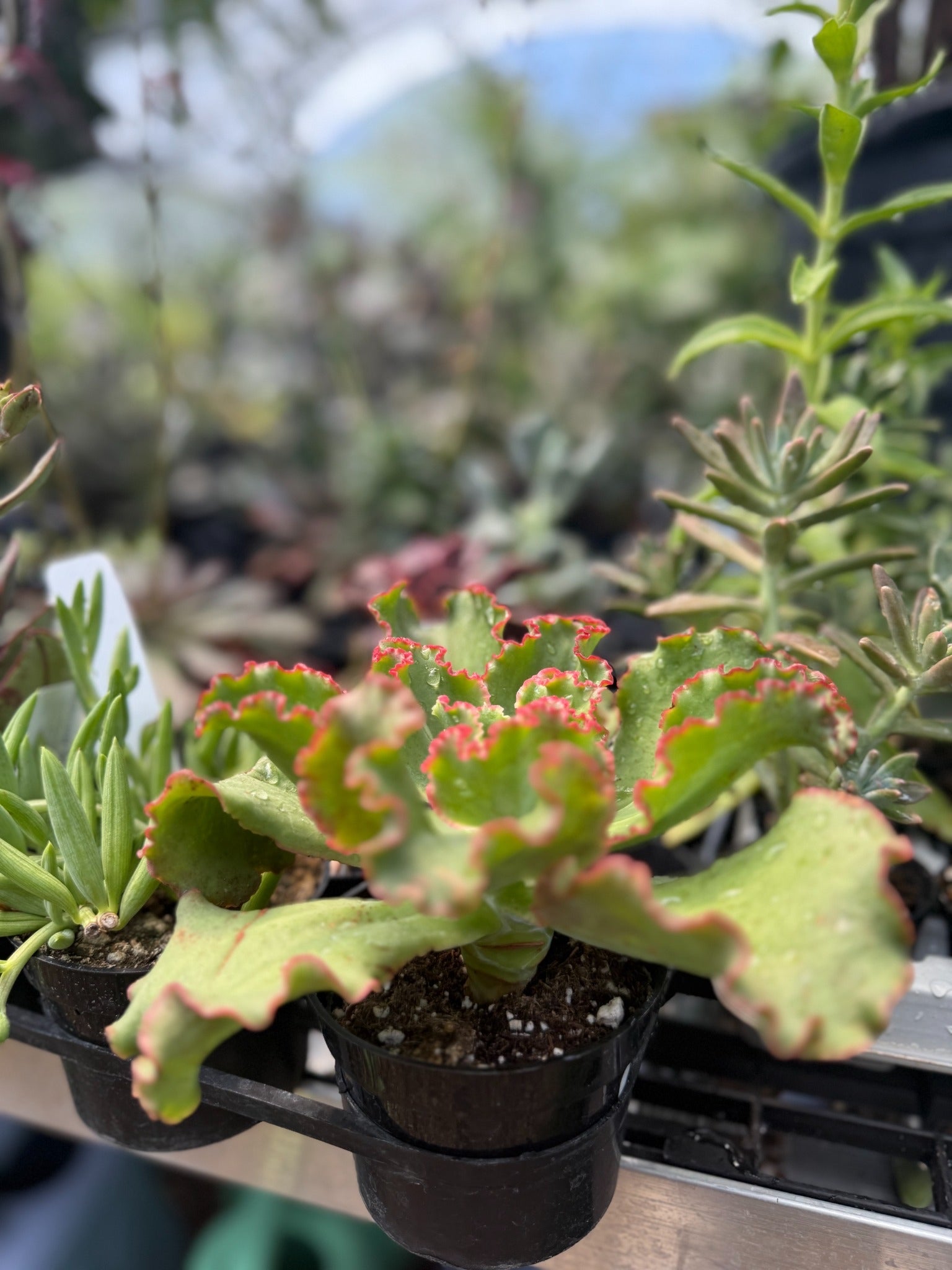 Kalanchoe 'Flapjack Ruffles'