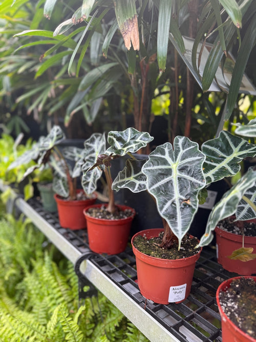 Alocasia 'Polly'