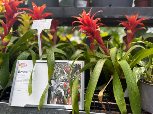 Bromeliad