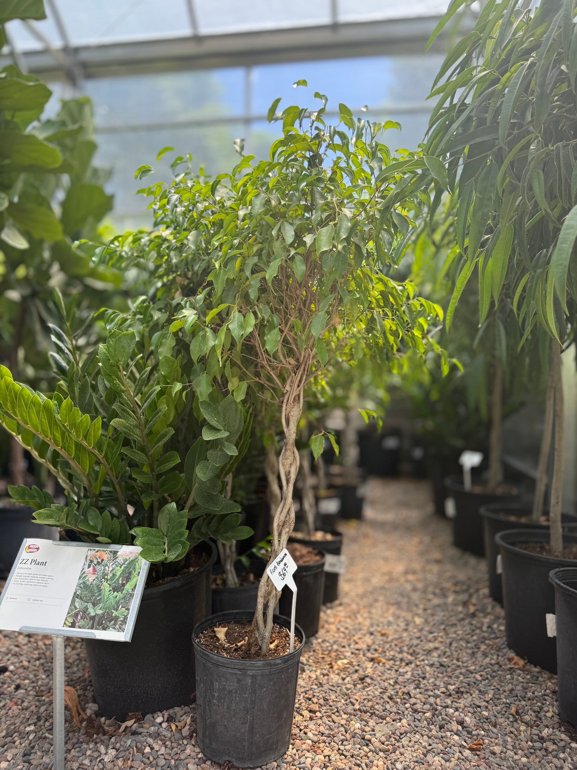 Ficus Tree