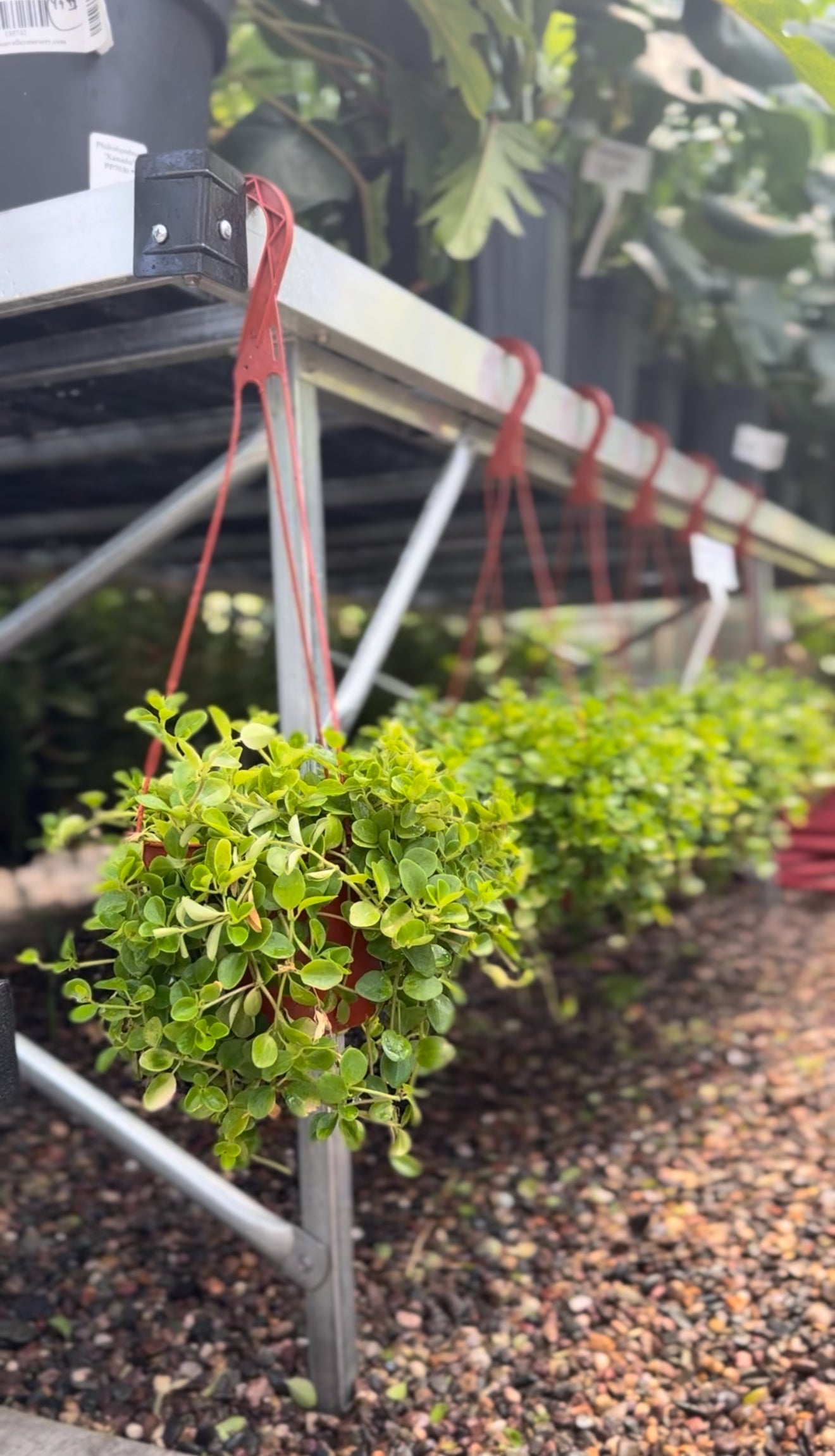 Hanging Succulent