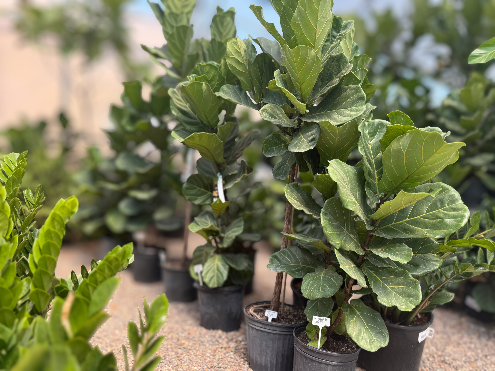 Fiddle Leaf Fig Tree