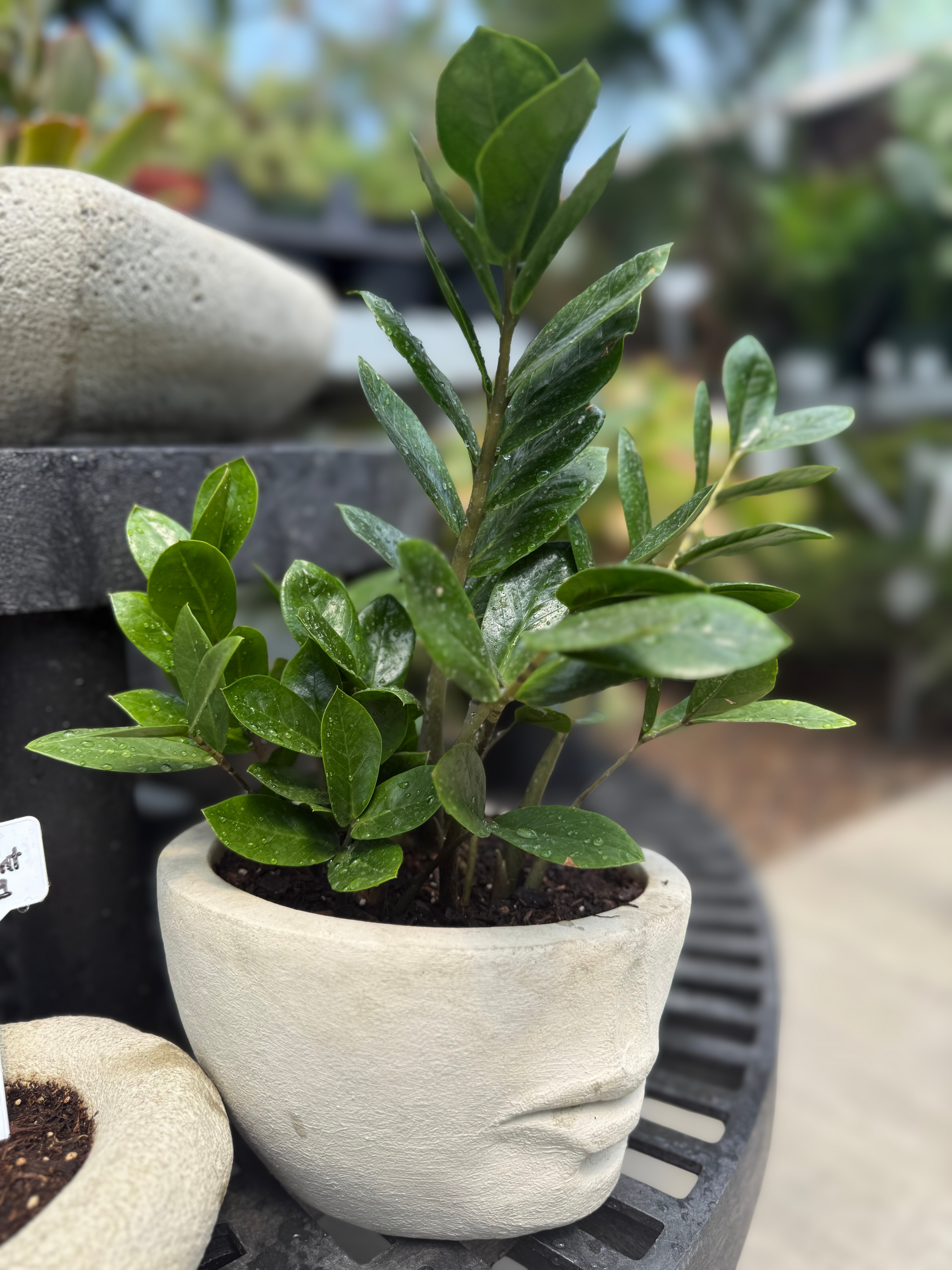 ZZ Plant