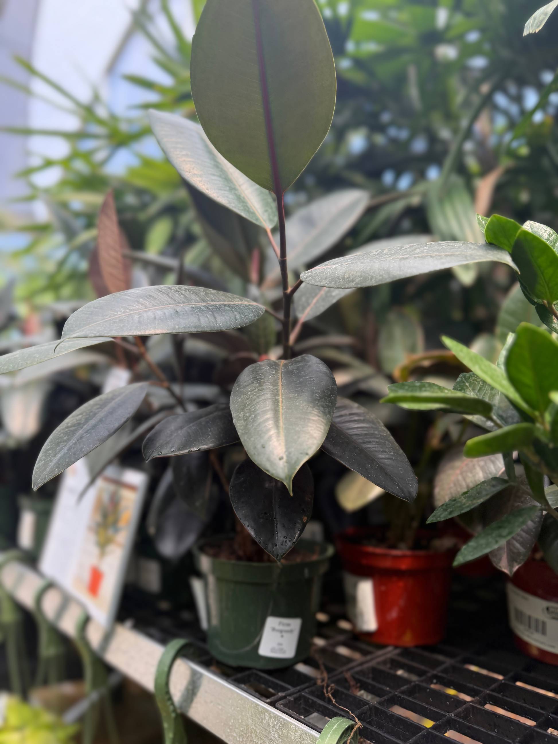 Ficus elastica ‘Burgundy’